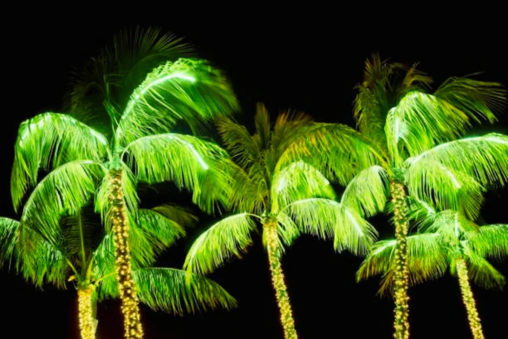 Best Palm Tree Christmas Lights for Outdoor Displays brightwrx.com-south-florida